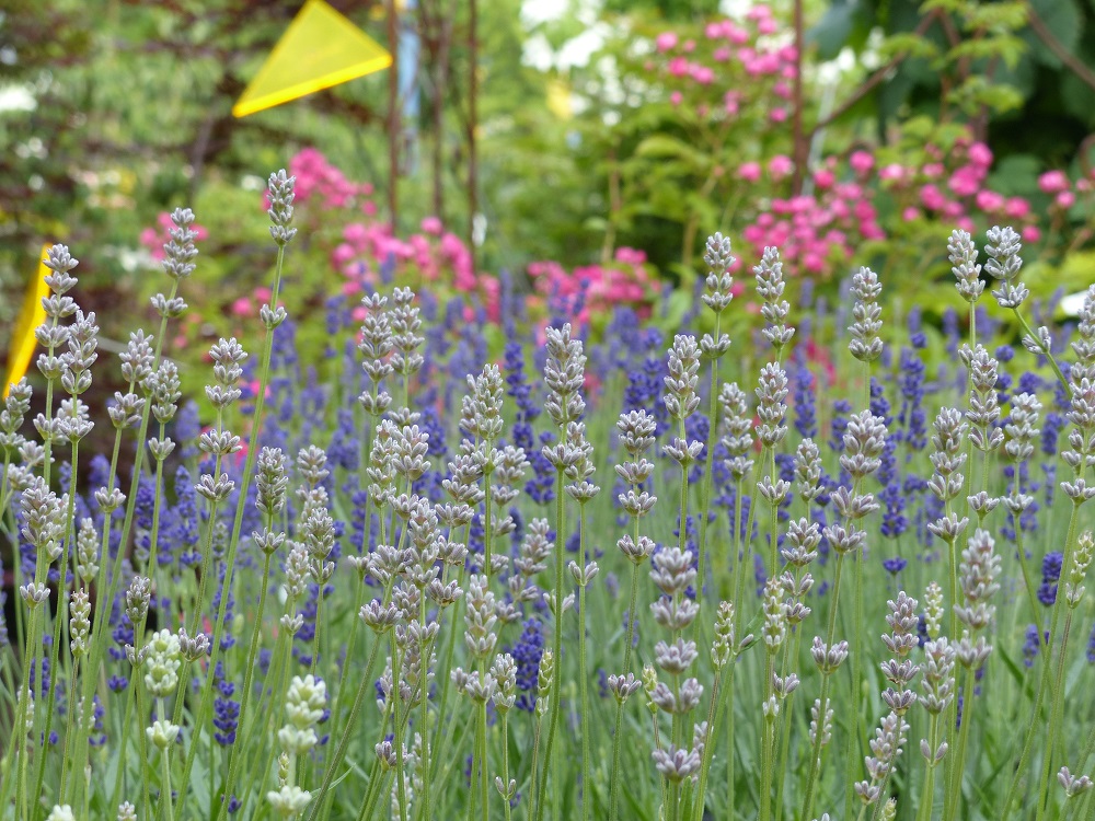 Vogg_Sommer_2016 9.jpg